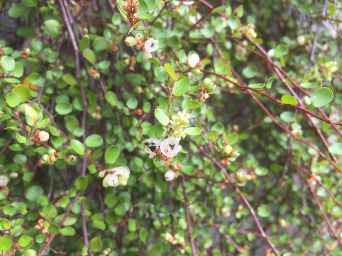 f:id:yukihatu:20190714220636j:plain f:id:yukihatu:20190714220636j:plain