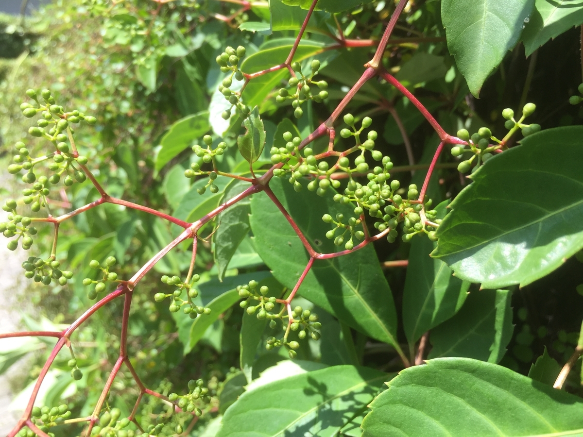 f:id:yukihatu:20190714220832j:plain f:id:yukihatu:20190714220832j:plain