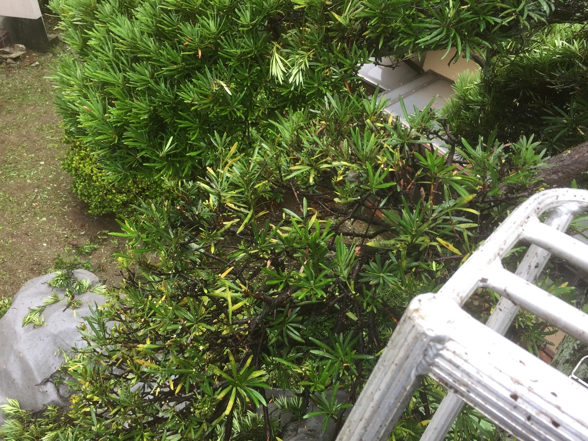 f:id:yukihatu:20190728155100j:plain