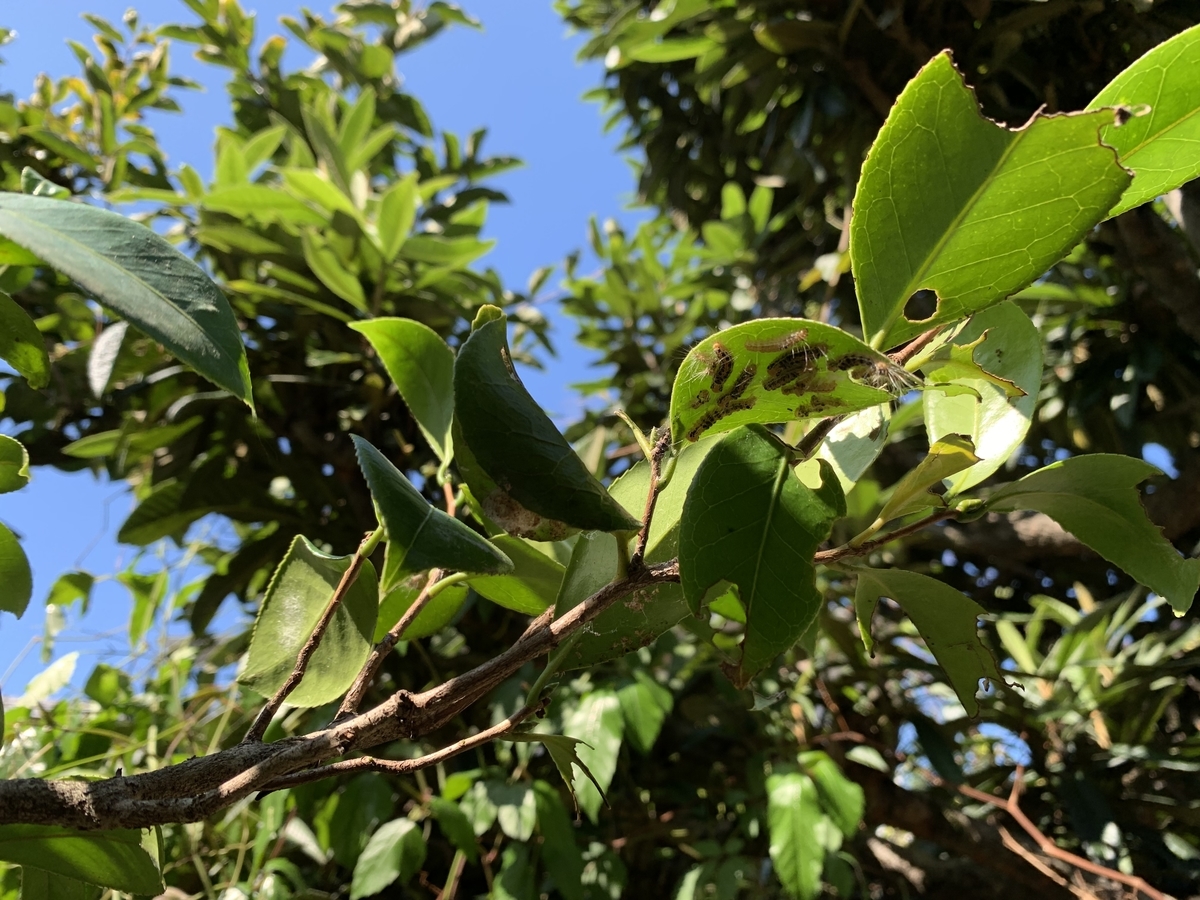 f:id:yukihatu:20190920215522j:plain