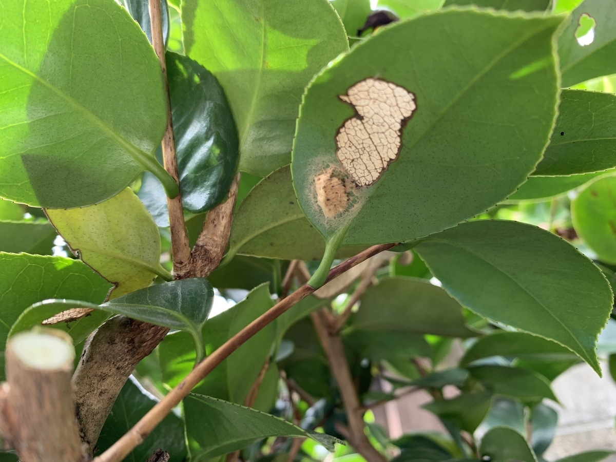 f:id:yukihatu:20191012103854j:plain f:id:yukihatu:20191012103854j:plain