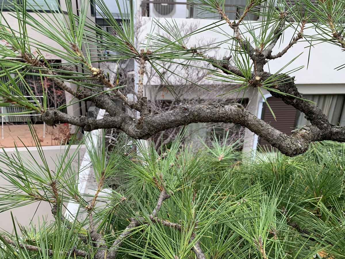 f:id:yukihatu:20191213060723j:plain