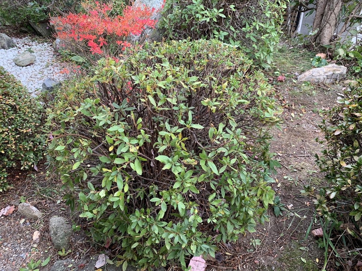 f:id:yukihatu:20191219063739j:plain