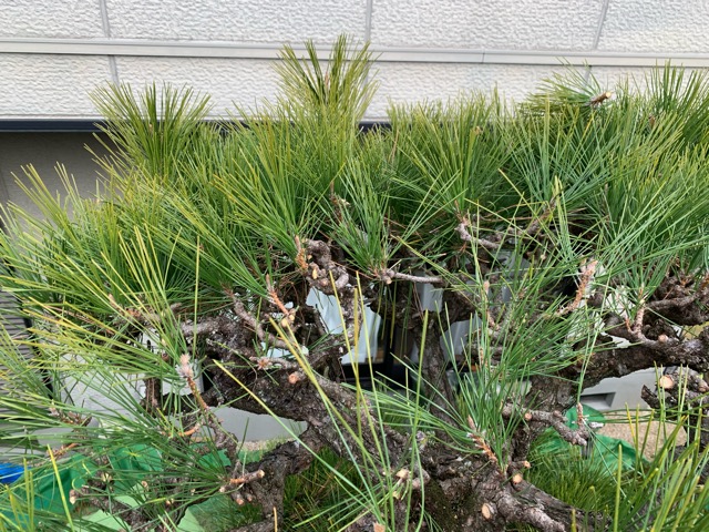 f:id:yukihatu:20200124230743j:plain