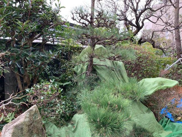 f:id:yukihatu:20200124231141j:plain