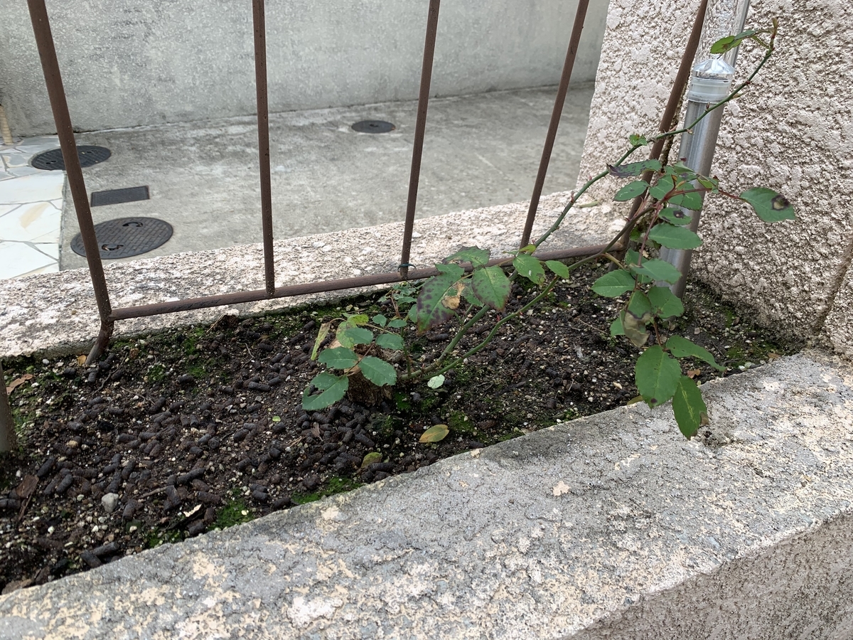 f:id:yukihatu:20200130060202j:plain f:id:yukihatu:20200130060202j:plain