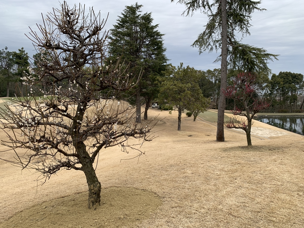 f:id:yukihatu:20200225131854j:plain