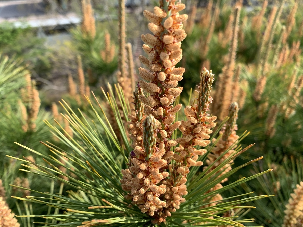 f:id:yukihatu:20200511215534j:plain