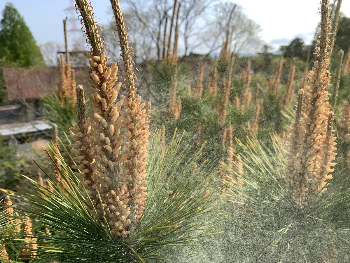 f:id:yukihatu:20200511220003j:plain