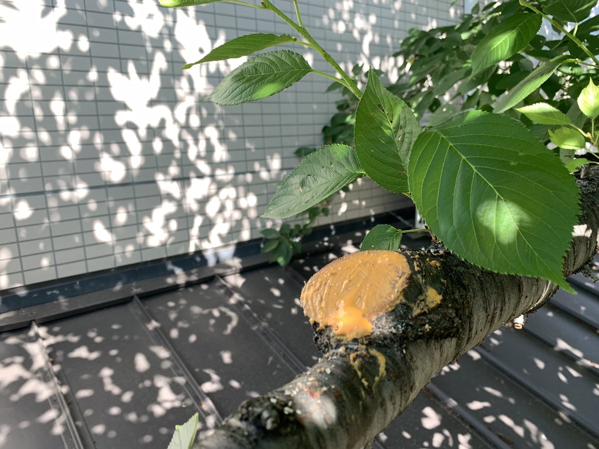 f:id:yukihatu:20200614221010j:plain