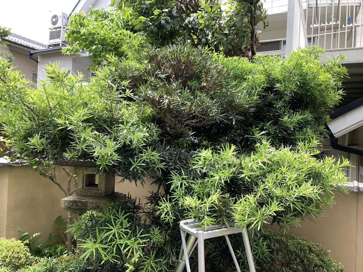 f:id:yukihatu:20200621220824j:plain