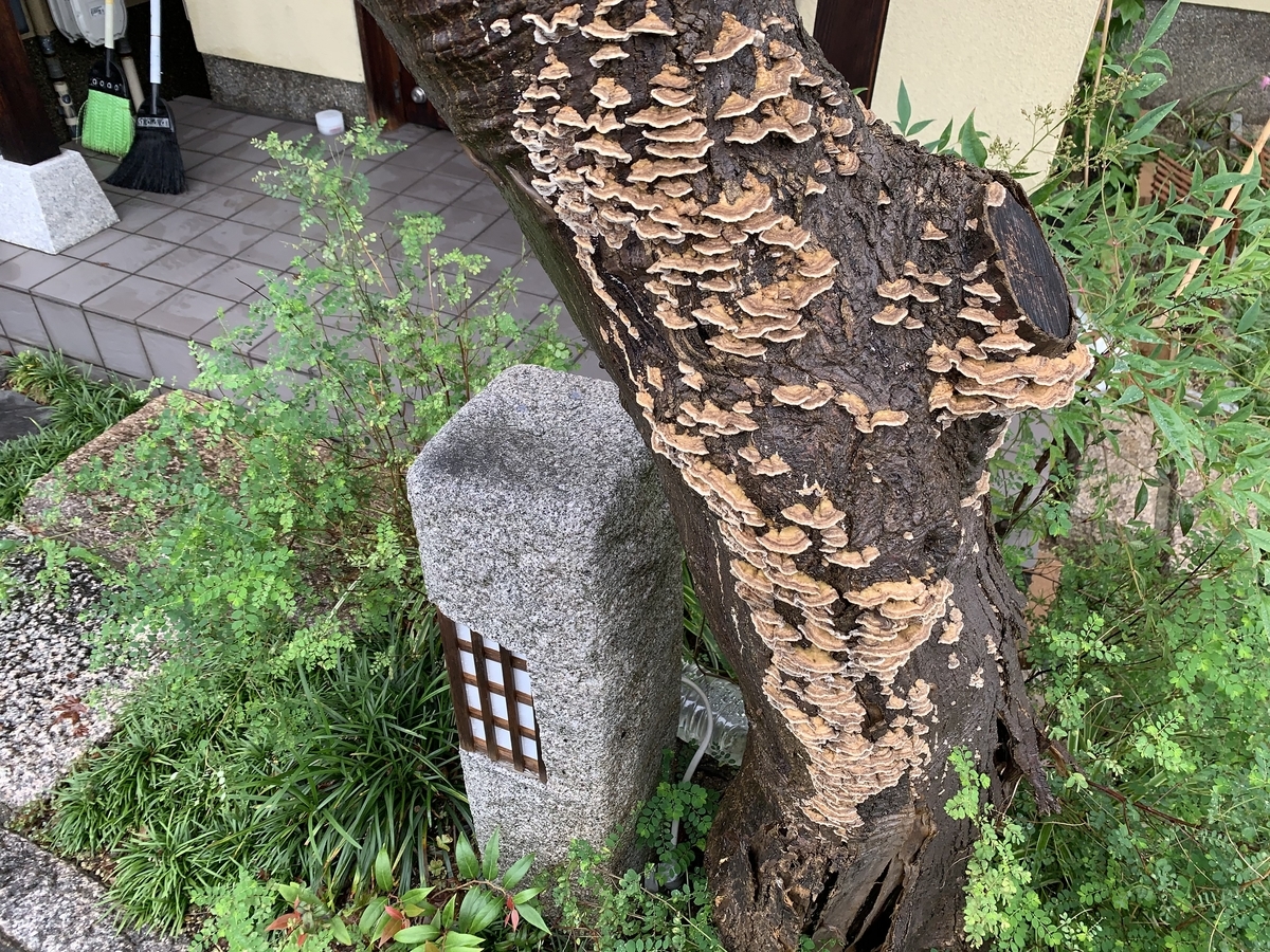 f:id:yukihatu:20200719200130j:plain f:id:yukihatu:20200719200130j:plain