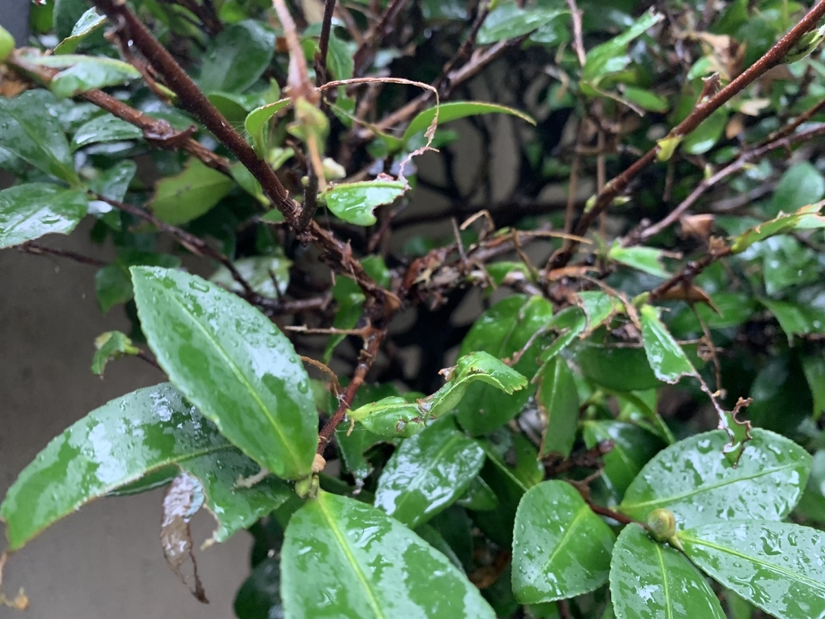 f:id:yukihatu:20201016203222j:plain f:id:yukihatu:20201016203222j:plain