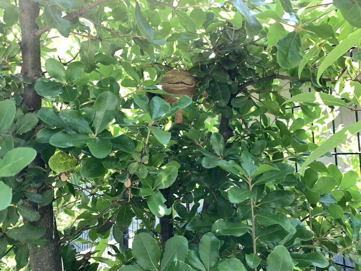 f:id:yukihatu:20210619195223j:plain