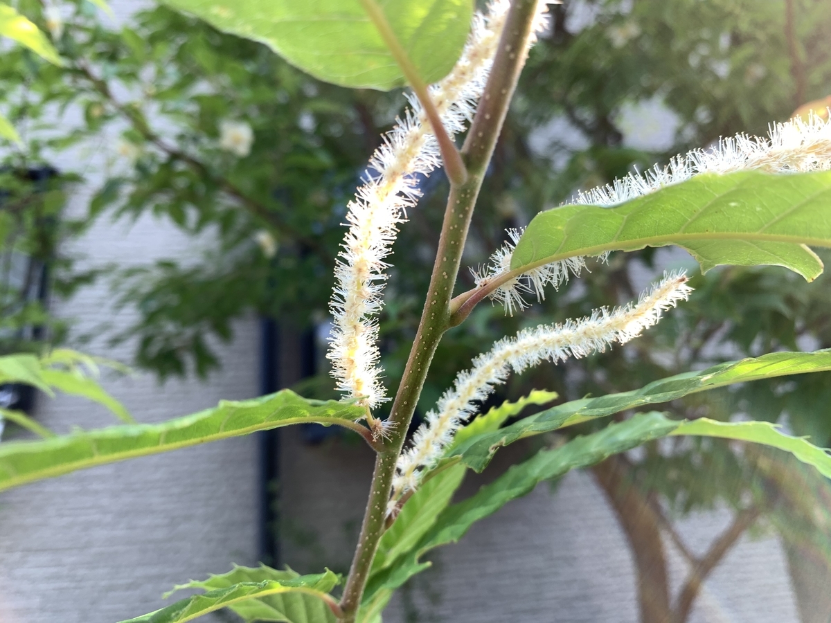 f:id:yukihatu:20210619195914j:plain