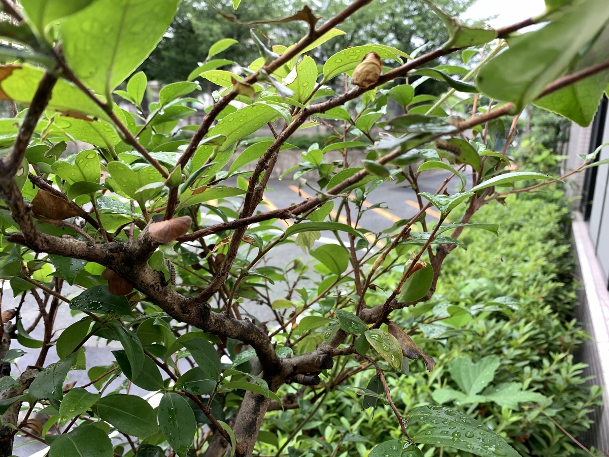 f:id:yukihatu:20210630215514j:plain