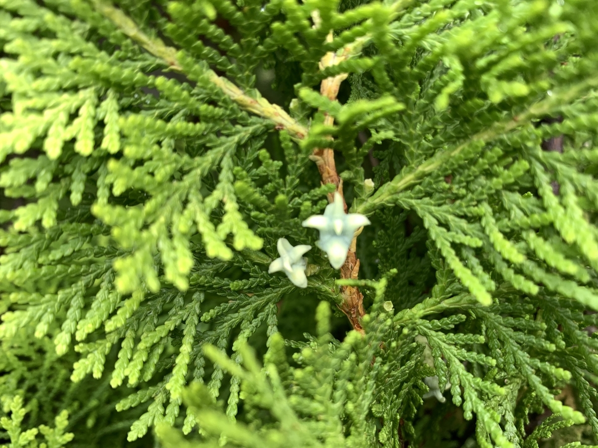 f:id:yukihatu:20210630221635j:plain