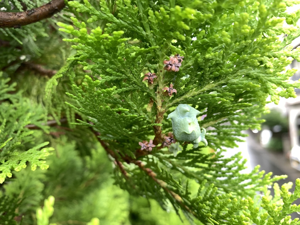 f:id:yukihatu:20210630221747j:plain