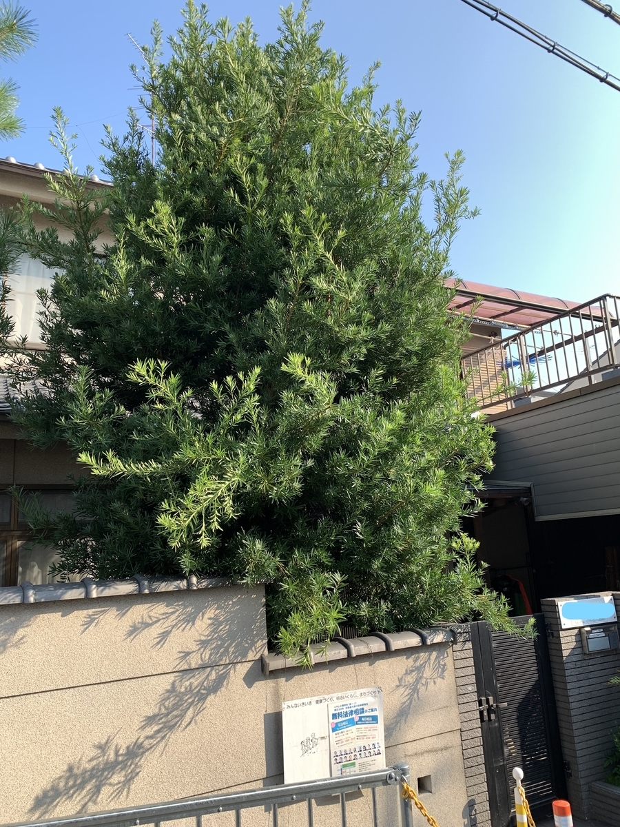 f:id:yukihatu:20210808100909j:plain