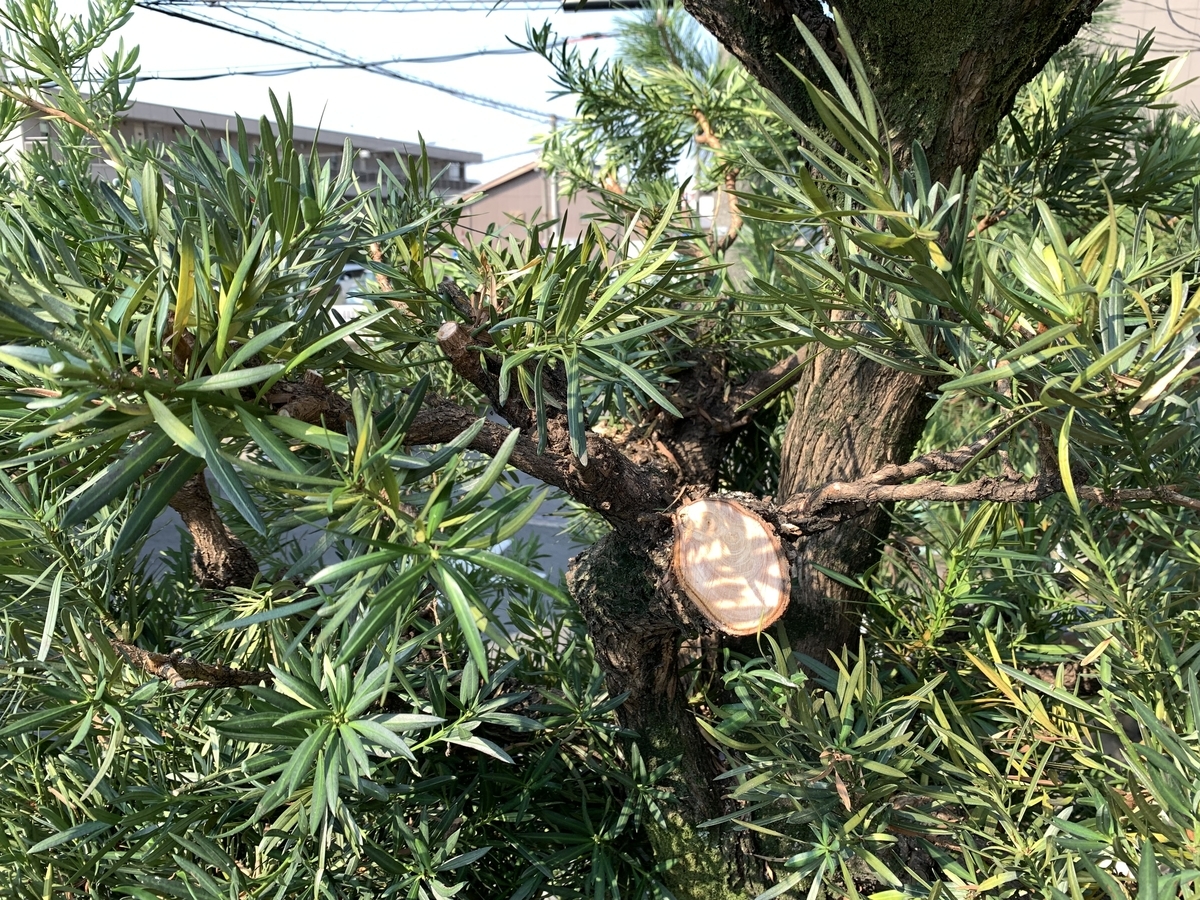 f:id:yukihatu:20210808101244j:plain