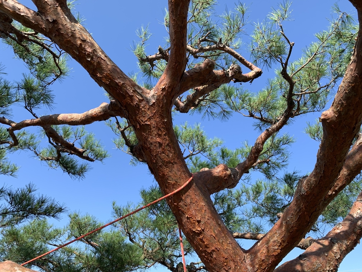 f:id:yukihatu:20211011215958j:plain