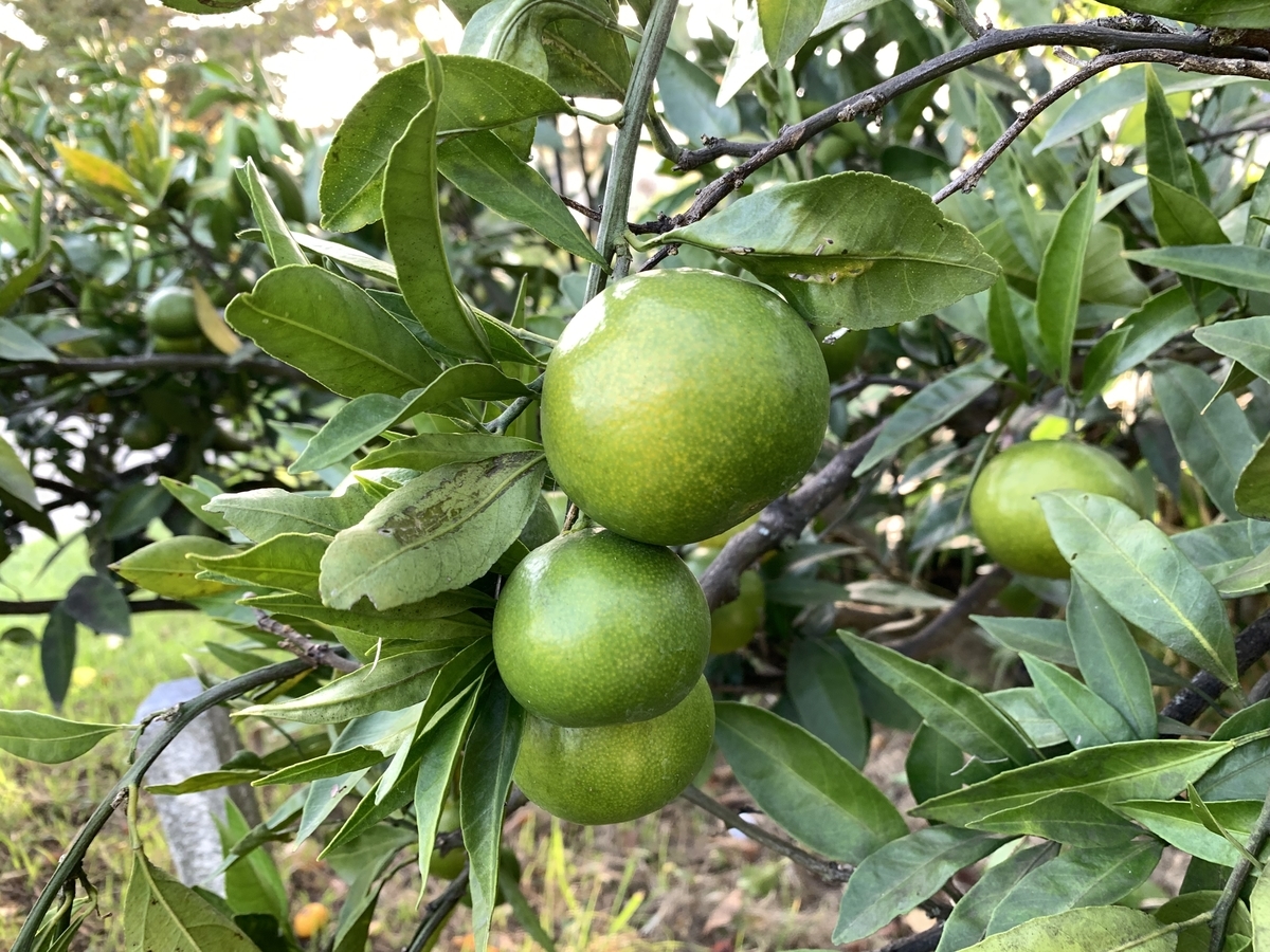 f:id:yukihatu:20211011220807j:plain