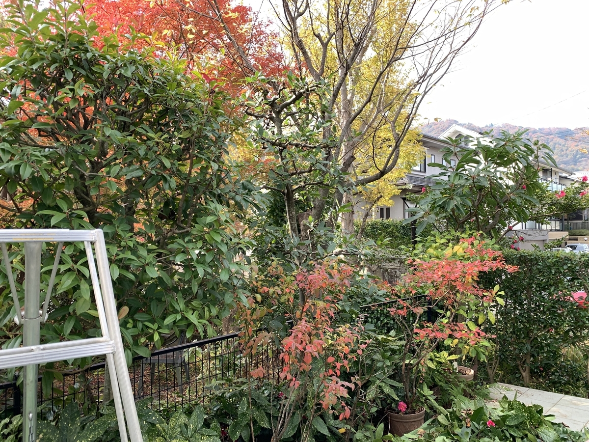 f:id:yukihatu:20211204064547j:plain