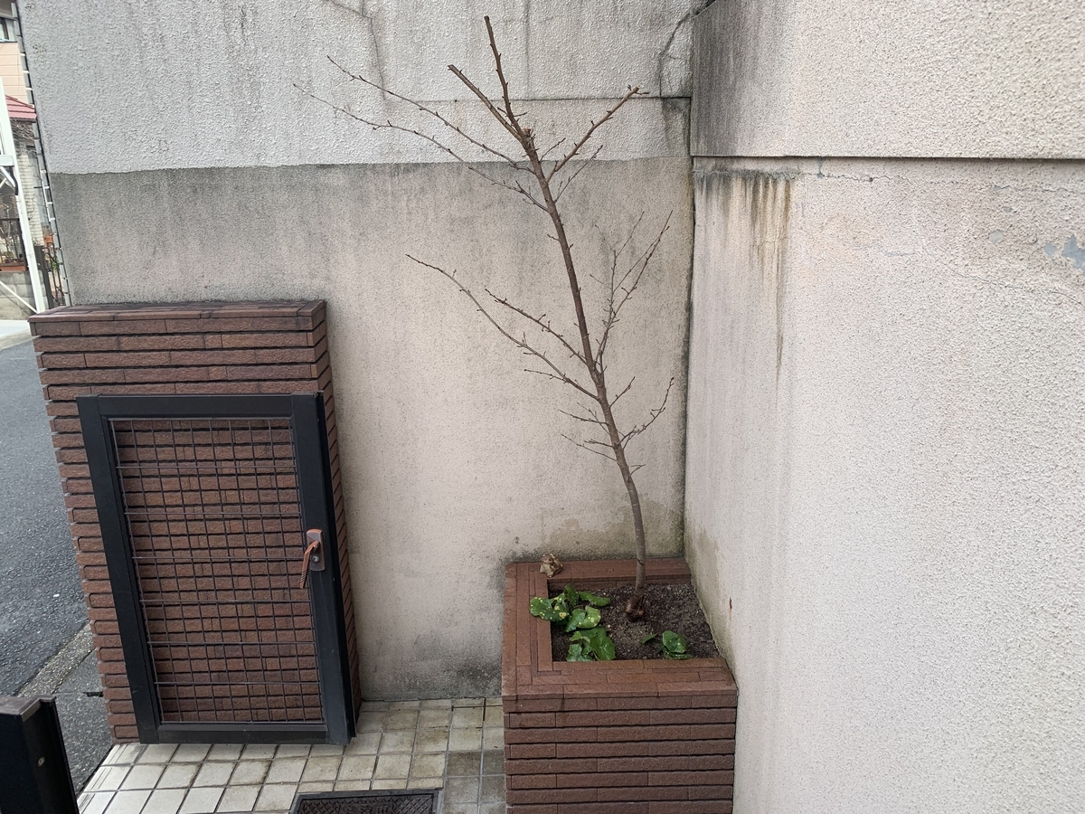 f:id:yukihatu:20220306154531j:plain