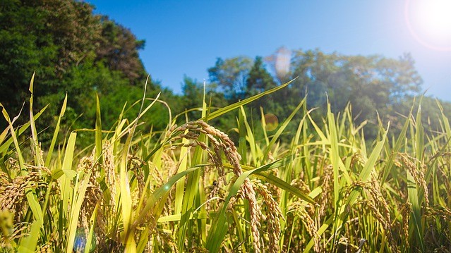 Fx 株の利益もふるさと納税で節税 簡単な限度額の計算方法は トレトラ トレードしながらトラベルしよう