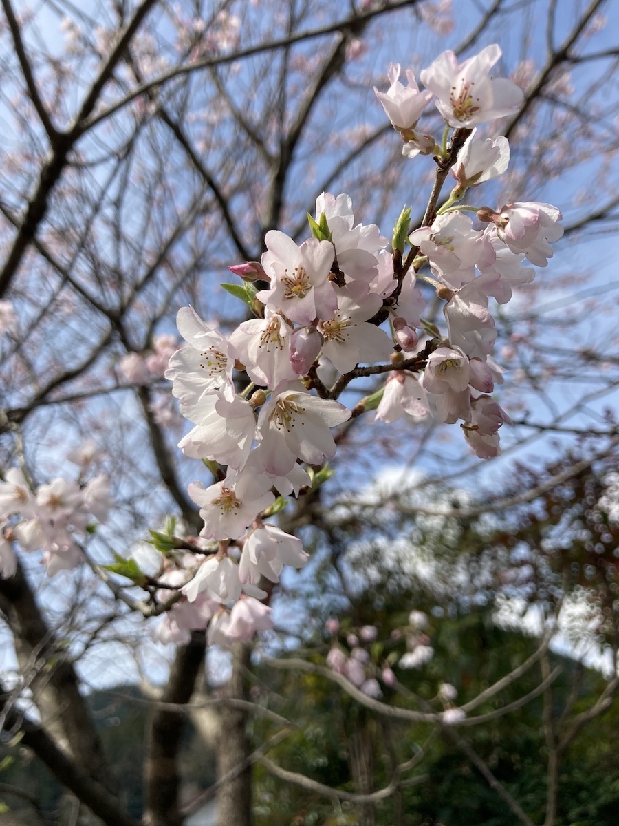 f:id:yukijimo:20210322230453j:plain