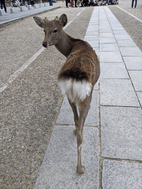 f:id:yukiko-0928:20210517143614j:plain