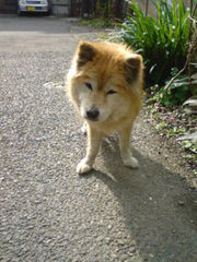 f:id:yukilin:20081201125840j:image f:id:yukilin:20081201125840j:image