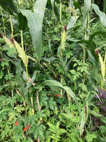 f:id:yukimaro03:20210812222451j:plain