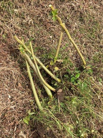 f:id:yukimaro03:20211104110209j:plain