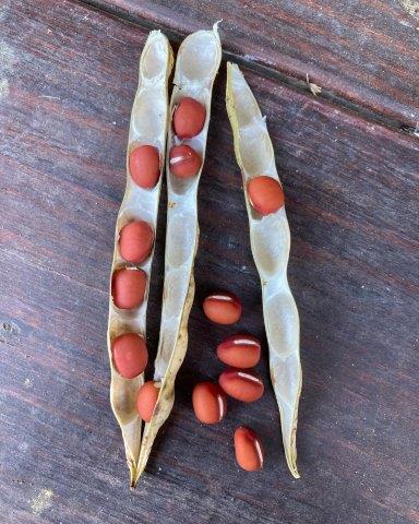 f:id:yukimaro03:20211113231803j:plain