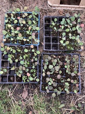 f:id:yukimaro03:20211218212128j:plain