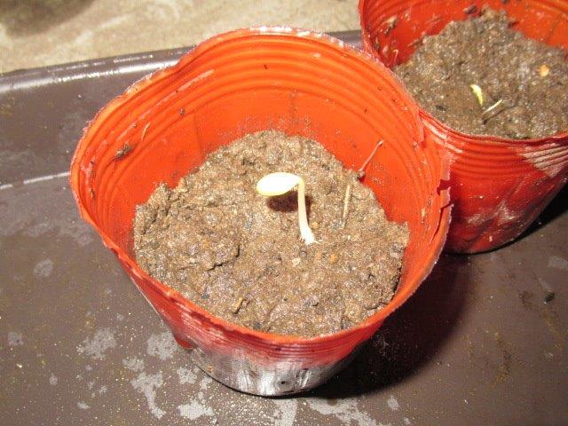 f:id:yukimaro03:20220202211257j:plain