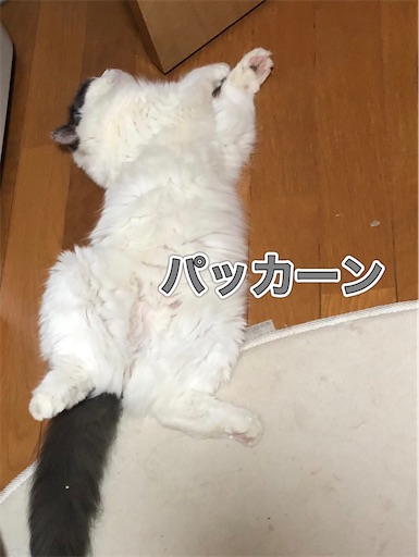 f:id:yukimaru0022:20240811012913j:image f:id:yukimaru0022:20240811012913j:image