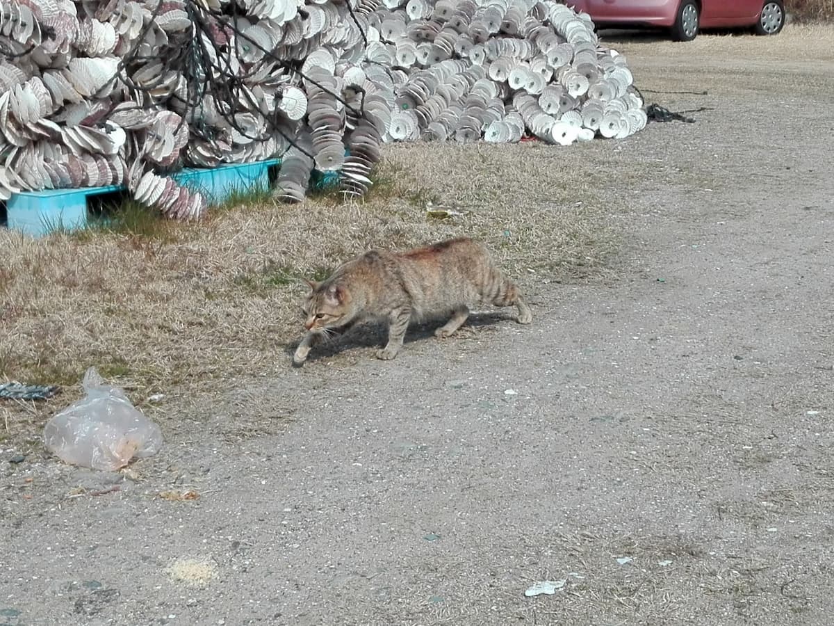 brown-tabby-cat