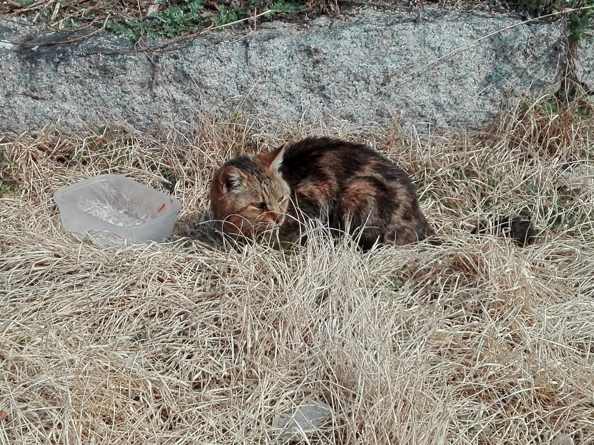 tortoiseshell-cat