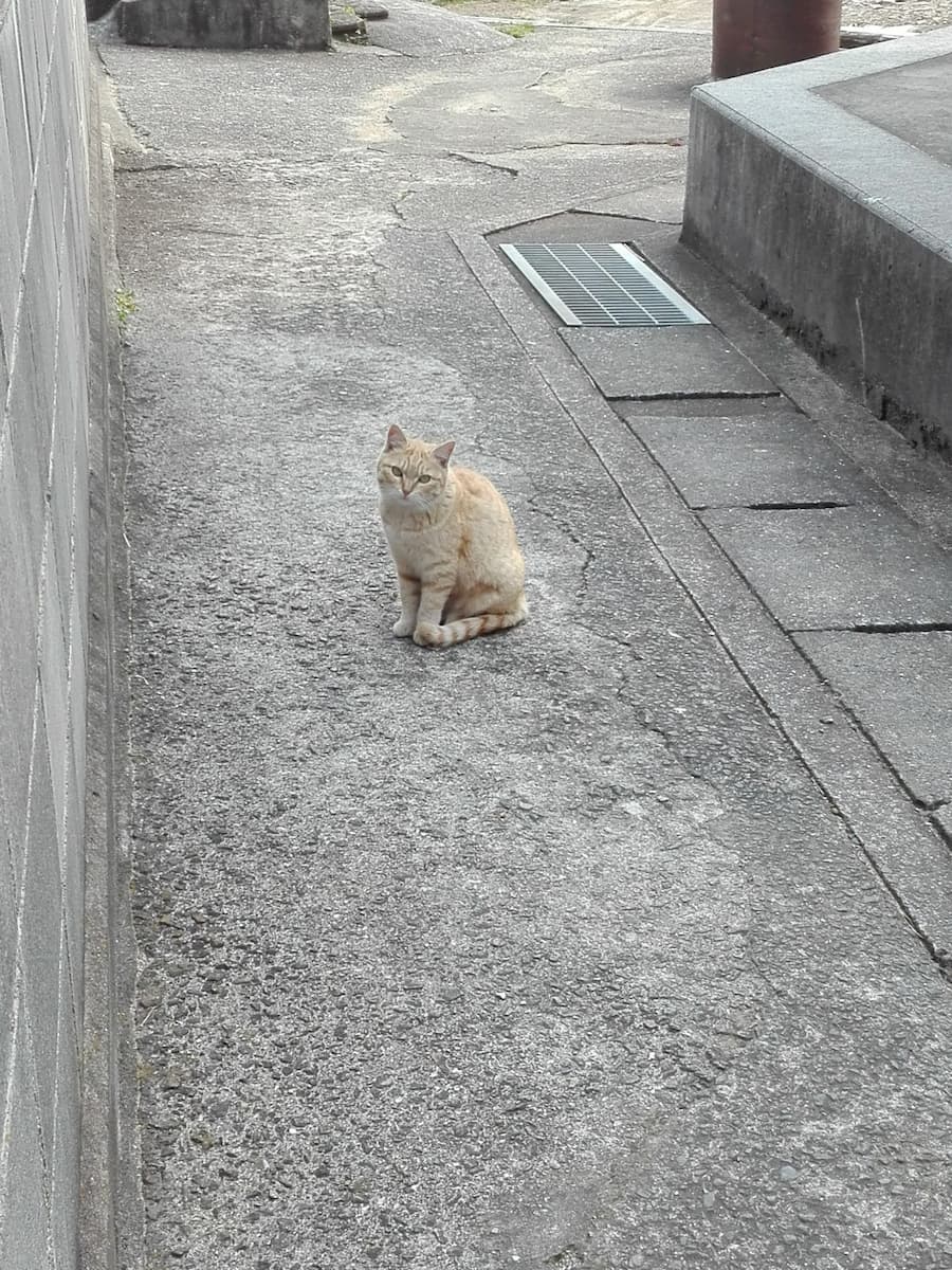 orange-tabby-cat