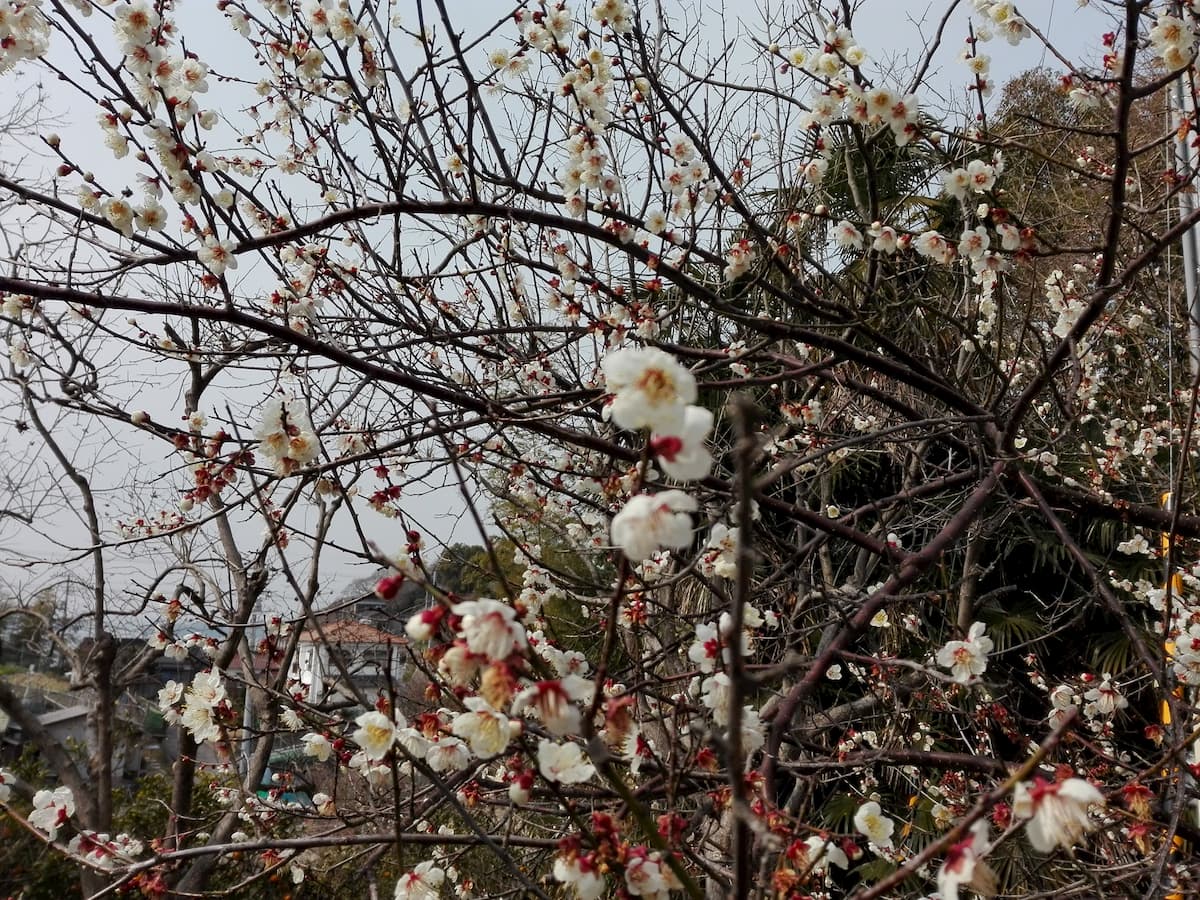 ume-blossoms