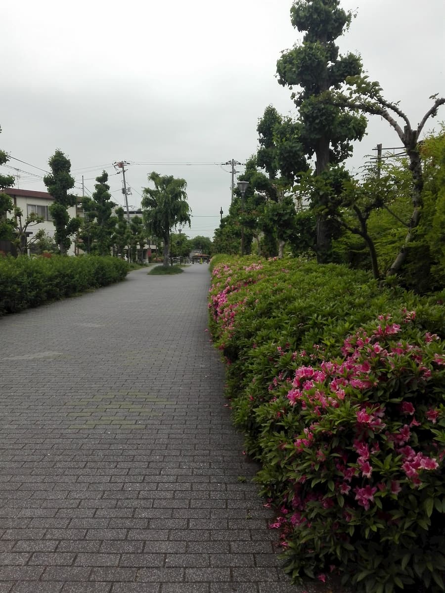  azalea-rinko-green-avenue