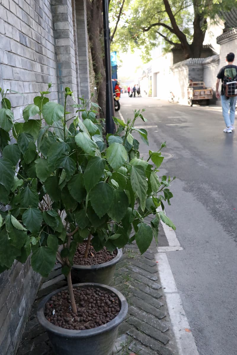 trees-yuer-hutong