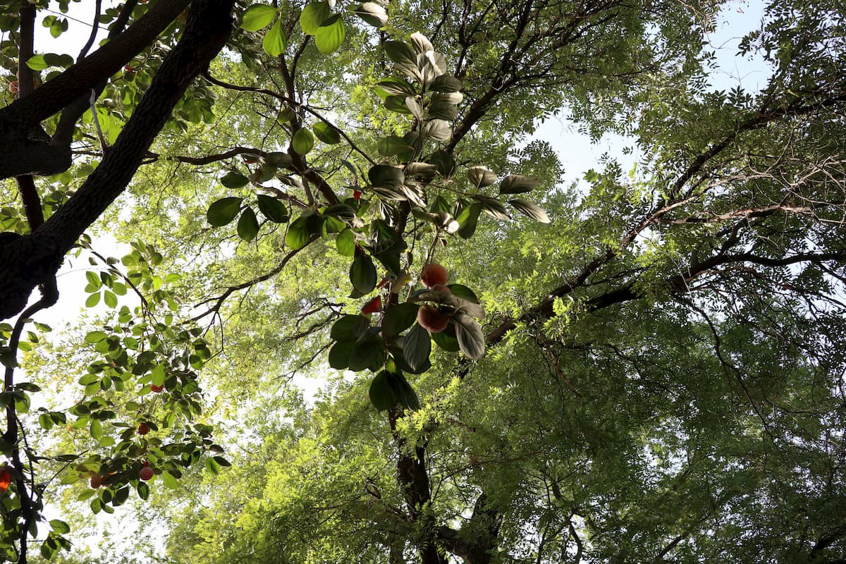 fruits-on-trees