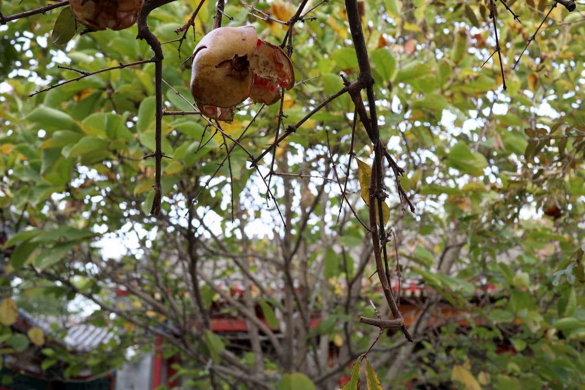 pomegranate