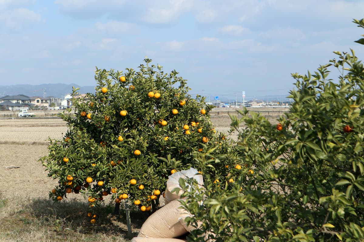 mikan-trees