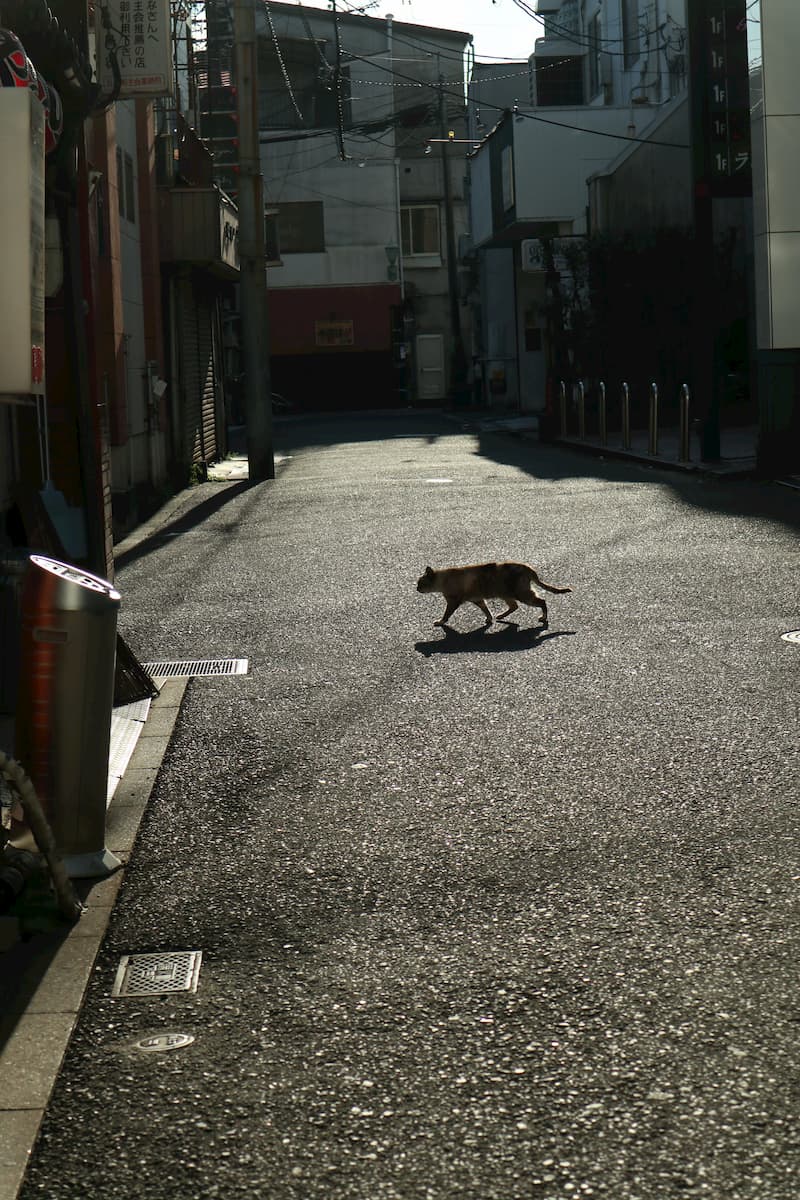 Onomichi-alley-cat