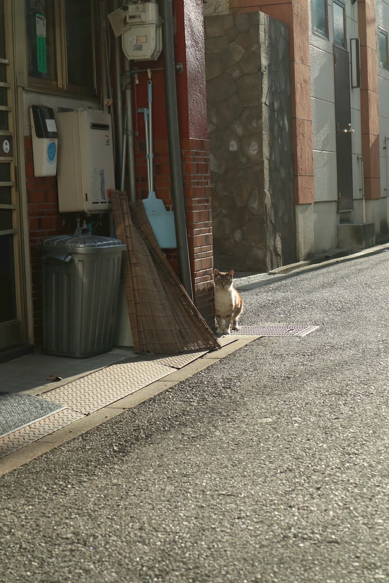 Onomichi-alley-cat