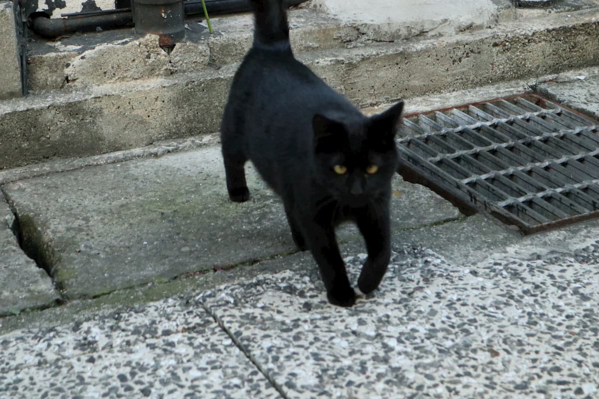 black-cat